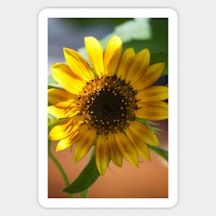 Sunflower Series XIII Sticker